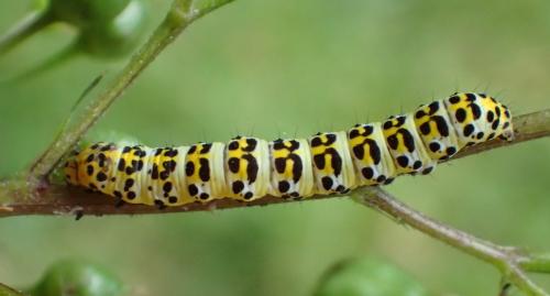 Réf. 263 031 : Cucullia scrophulariae